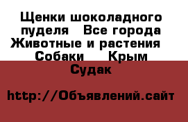 Щенки шоколадного пуделя - Все города Животные и растения » Собаки   . Крым,Судак